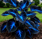 Blue Flame Hostas and Free Organic Pot Mix 100 Grams
